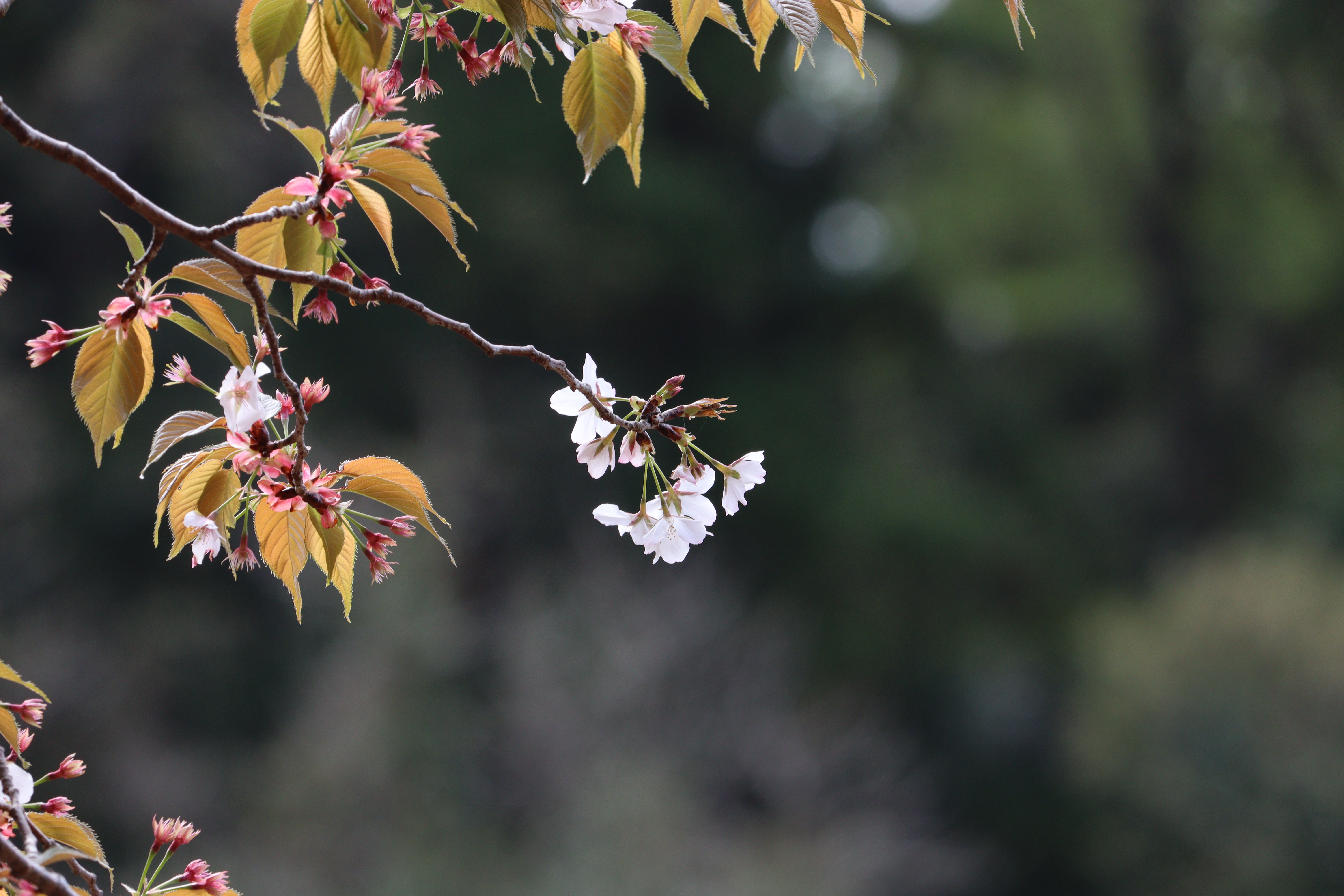 ヤマザクラが咲く里山の風景